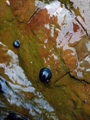 Nerita atramentosa