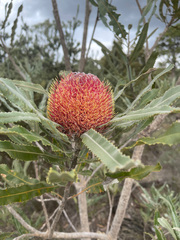 Banksia menziesii