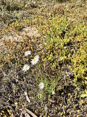 Brachyscome ciliaris