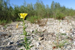 Oenothera