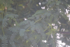 Prosopis juliflora