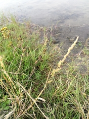 Beckmannia syzigachne