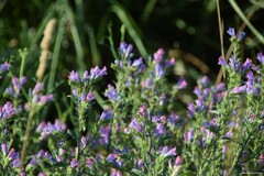 Echium rosulatum