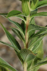Oenothera