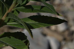 Oenothera