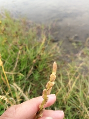 Beckmannia syzigachne