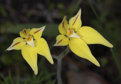 Caladenia flava flava