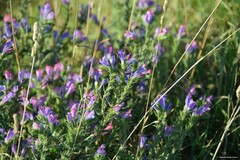 Echium rosulatum