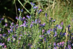 Echium rosulatum