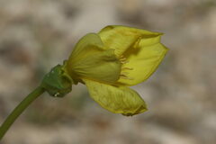 Oenothera
