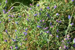 Echium rosulatum