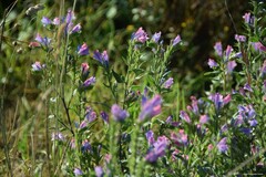 Echium rosulatum