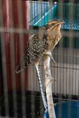 Urodynamis taitensis