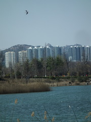 Chroicocephalus ridibundus