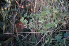 Malva multiflora