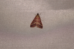 Pyrausta volupialis