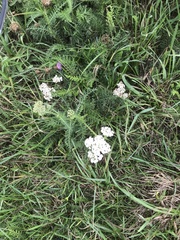 Achillea millefolium