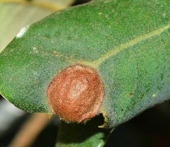 Plagiotrochus australis