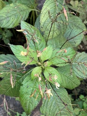 Impatiens parviflora