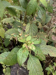 Impatiens parviflora