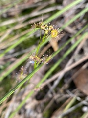 Drosera auriculata