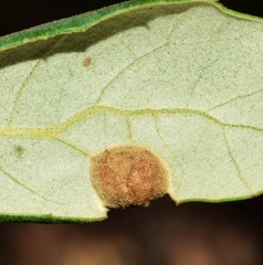 Plagiotrochus australis