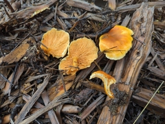 Hygrophoropsidaceae