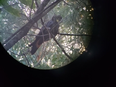 Calyptorhynchus lathami