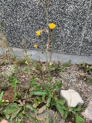 Sonchus arvensis