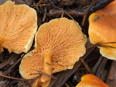 Hygrophoropsidaceae