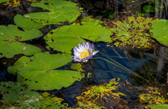 Nymphaea violacea