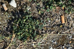 Medicago lupulina