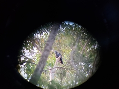 Calyptorhynchus lathami