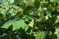 Platanus × hispanica