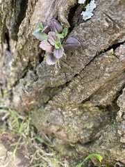 Veronica arvensis