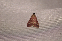 Pyrausta volupialis