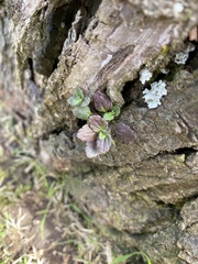 Veronica arvensis