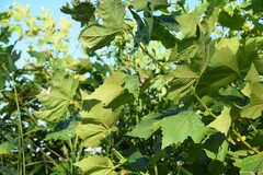 Platanus × hispanica