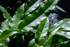 Acrostichum speciosum