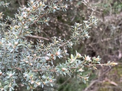 Leptospermum lanigerum
