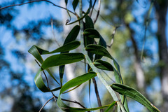Flagellaria indica