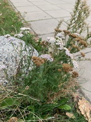 Achillea millefolium