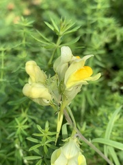 Linaria vulgaris