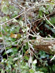 Elaeocarpus hookerianus