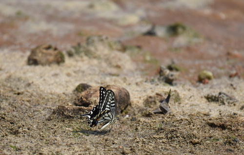 Chinese Yellow Swallowtail
