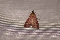 Pyrausta volupialis