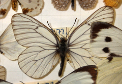 Aporia crataegi