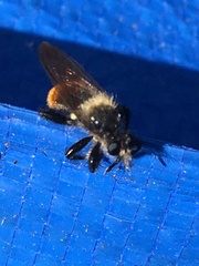 Laphria janus