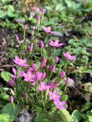 Centaurium erythraea