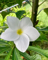 Plumeria pudica